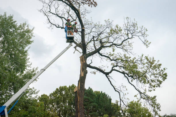 Professional Tree Services in Spring Lake, MI