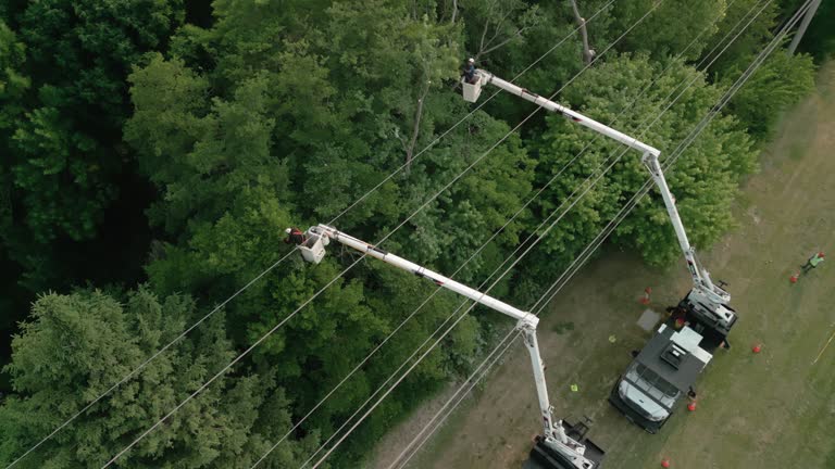 How Our Tree Care Process Works  in Spring Lake, MI